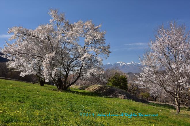 桜越の八ヶ岳