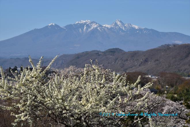 残雪の八ヶ岳とスモモの花