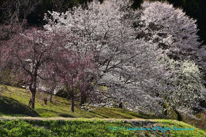 お寺の境内の桜