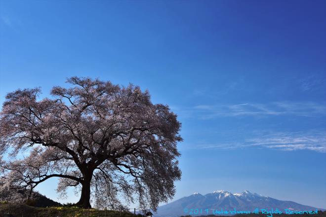 わに塚の桜と八ケ岳