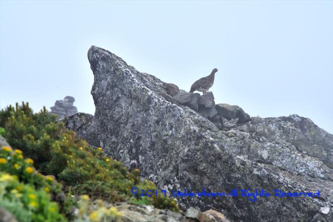 ライチョウも登山　@★YKH_8359.jpg