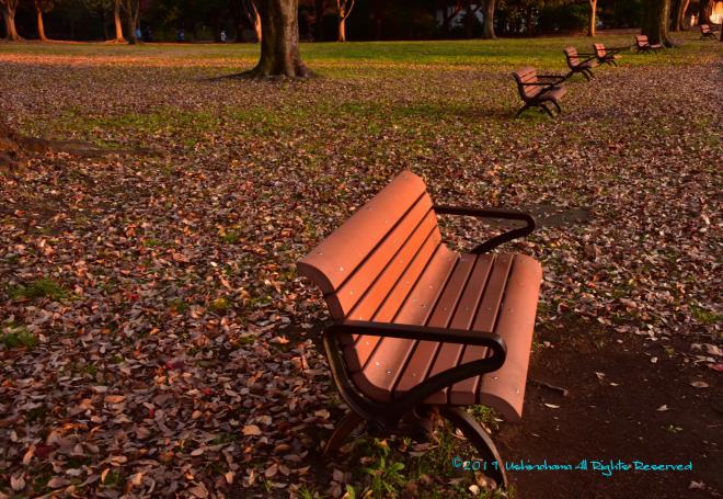 明日を待つベンチ