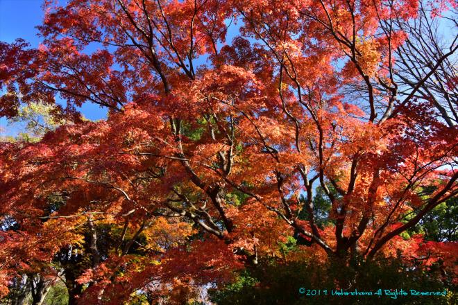 立川門前のモミジ