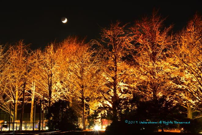 銀杏のキャンドル