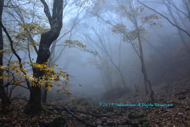 霧が谷を覆いつくし