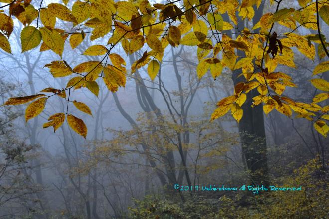 黄葉越しの霧の情景