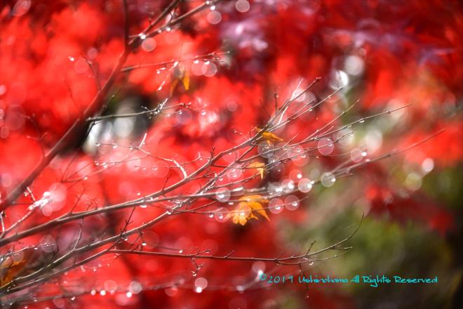 滴がキラキラ光って美しい