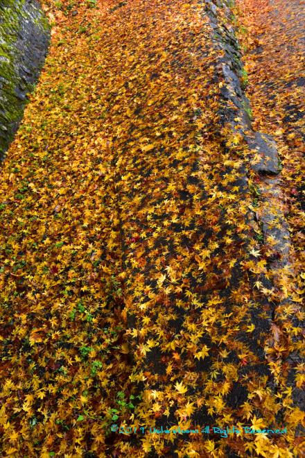 道には落ち葉の絨毯が敷いてあります。
