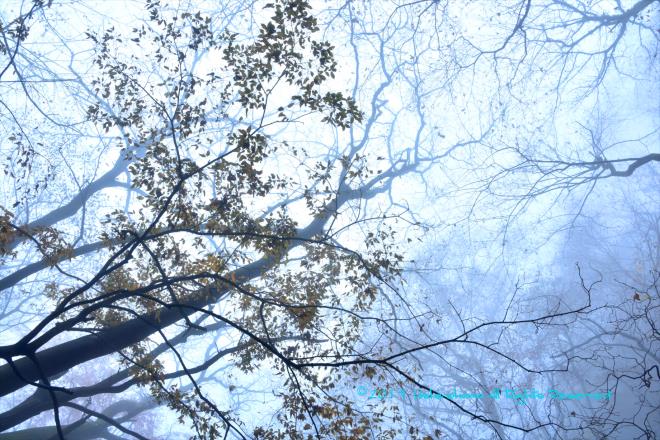 見上げても霧の中