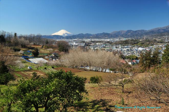 綿羊の里からの富士山