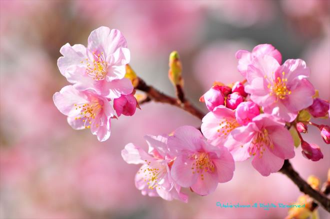 桜の開花