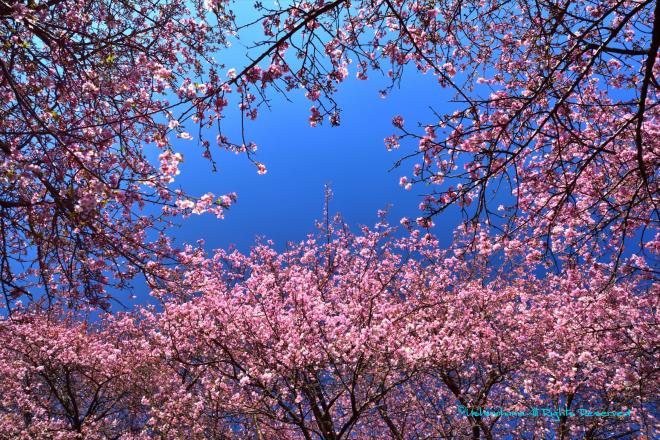 空を覆う河津桜　