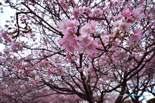 迫り来る桜