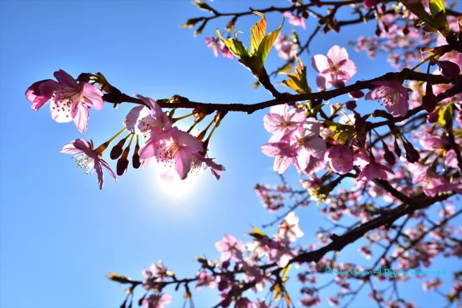 太陽を連れて来る