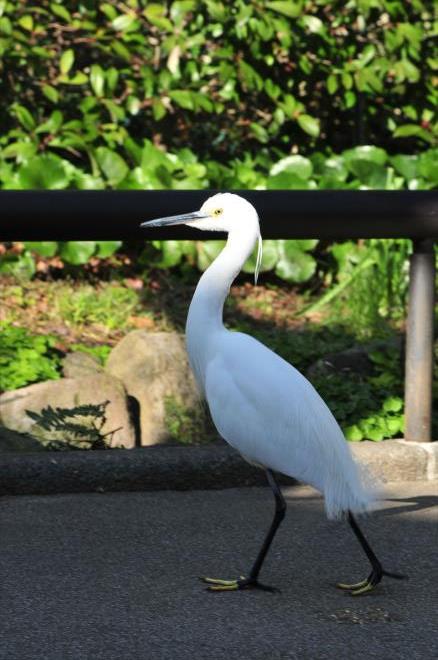 鷺もウォーキング