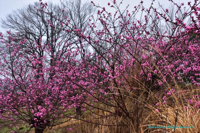 桃の花風前の灯火