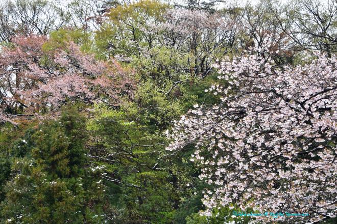 桜と新緑と雪