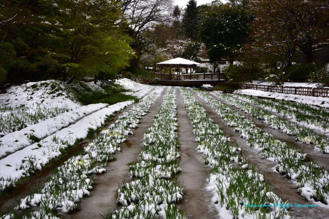 菖蒲田に積もった雪