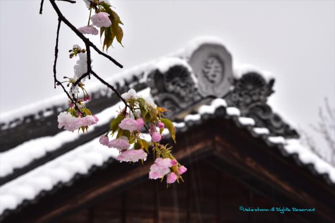 桜雪