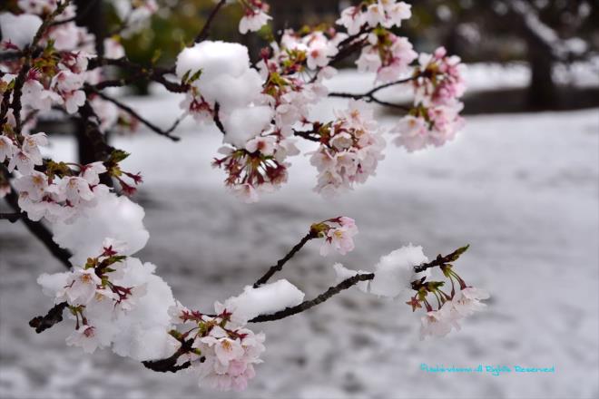 春の雪