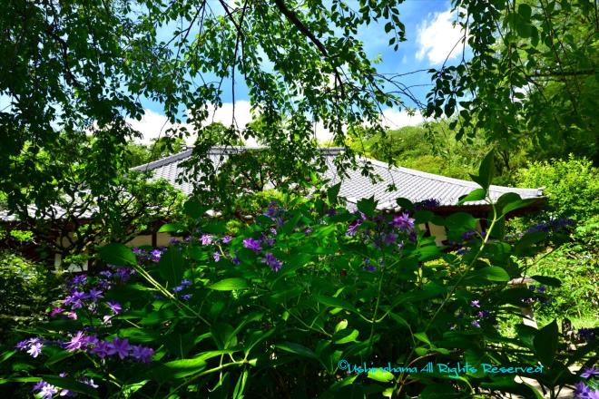 紫陽花の向こう　「淨慶寺」