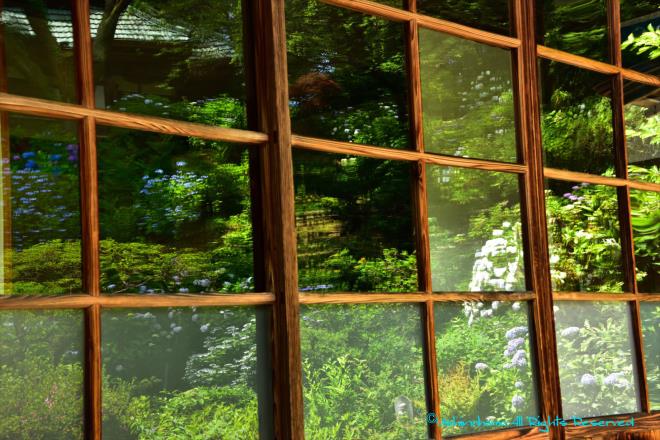 窓の中に咲く紫陽花　「淨慶寺（じょうけいじ）」