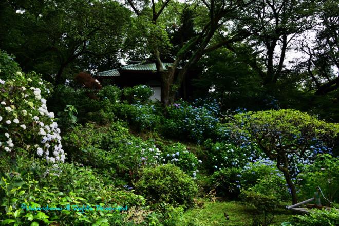 紫陽花の庭　「淨慶寺」
