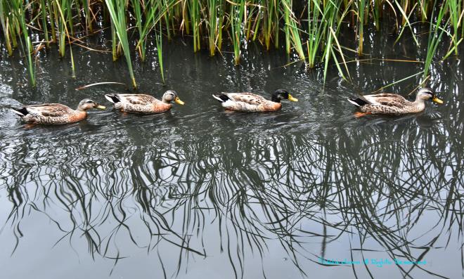 はい並んで～　「広袴公園」