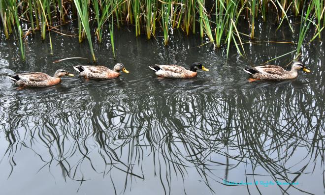 はい並んで～　「広袴公園」