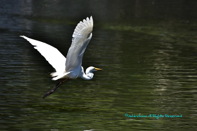 飛び立つダイサギ　「広袴公園」