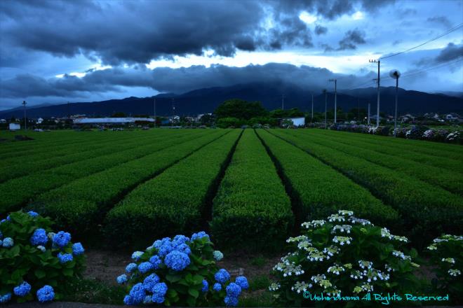 暮れなずむ茶畑　（開成町）