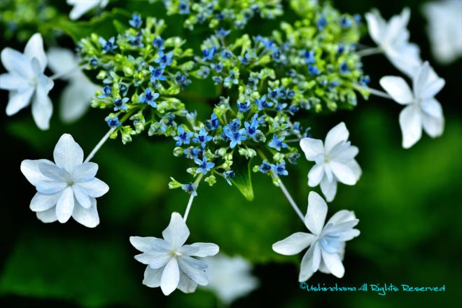 線香花火のクライマックス　（相模原北公園）