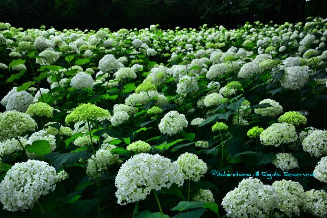 白い森　（相模原北公園）