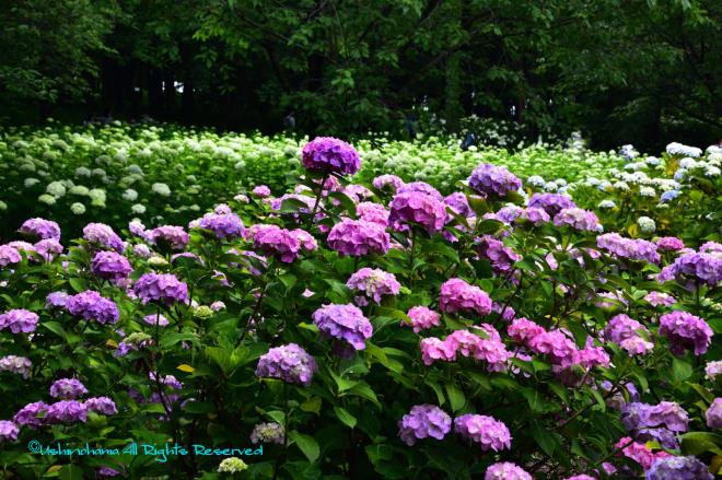 赤と白　（相模原北公園）