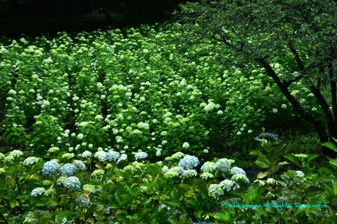 アナベルの季節　（相模原北公園）