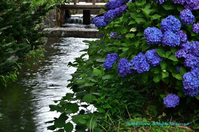 用水路の紫陽花　（開成町）