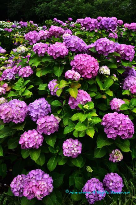 積み木の紫陽花　（相模原北公園）