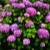 積み木の紫陽花　（相模原北公園）