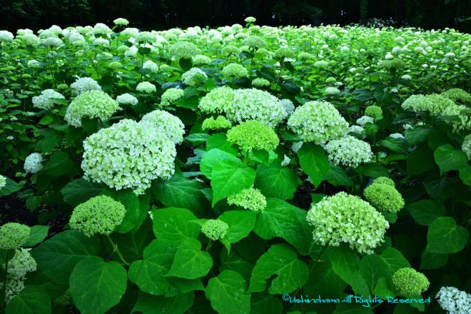 アナベルの森　（相模原北公園）