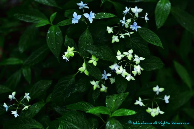 線香花火の余韻　（相模原北公園）