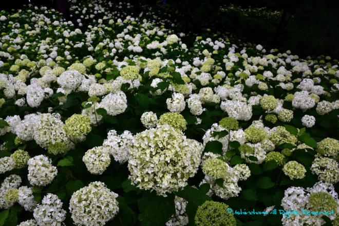 何処までも続くアナベル　（相模原北公園）