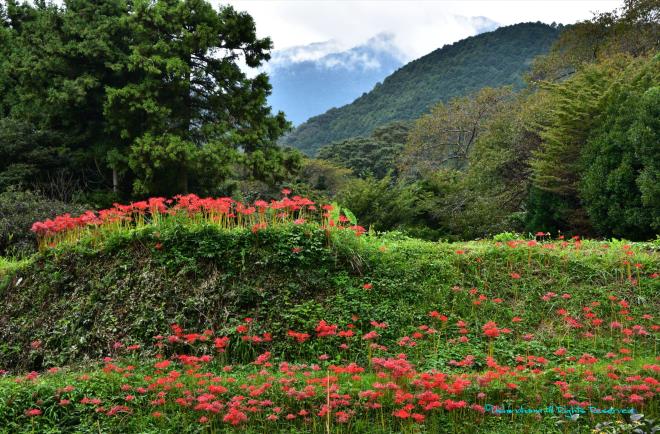 穴場の彼岸花