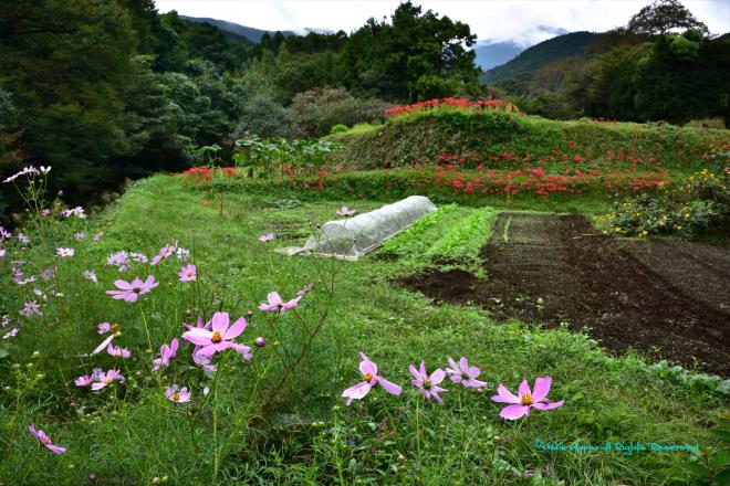 民家の間を入った秘密の場所