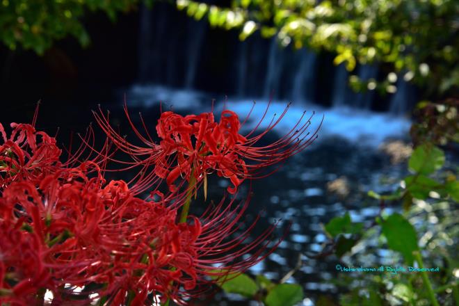 堰の花