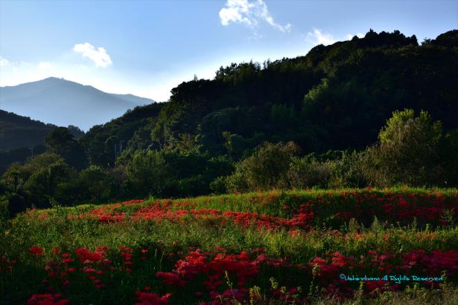 彼岸花咲く山里