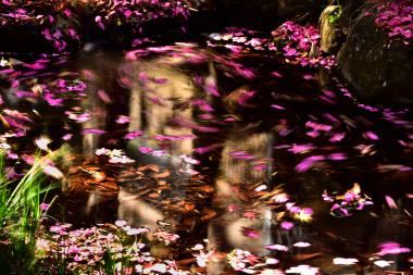 花びらのぐるぐる(長池公園)