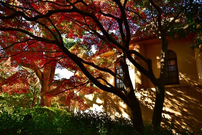 もみじの影武者(桜が丘公園)