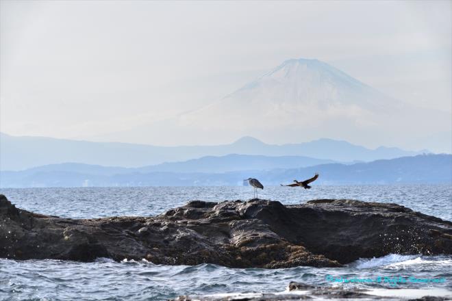 鳥の休憩地