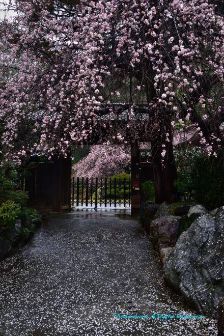 花びらで飾る玄関先