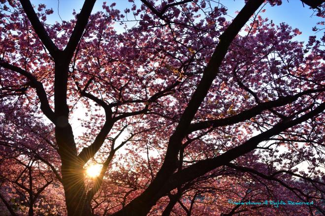 日の出と河津桜